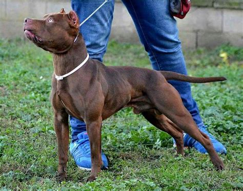 Real deal chocolate pitbulls. Things To Know About Real deal chocolate pitbulls. 